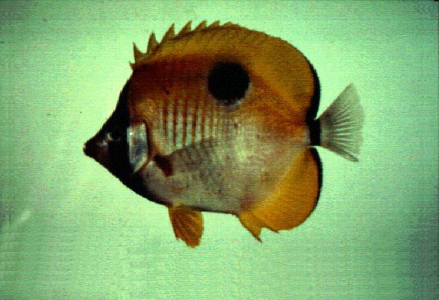 Chaetodon unimaculatus