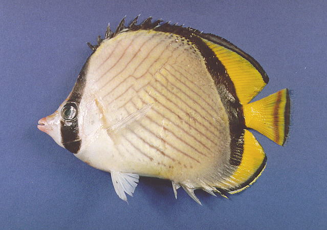 Chaetodon pictus