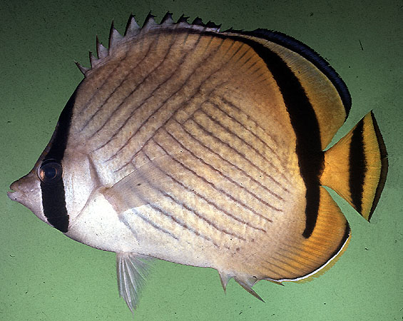 Chaetodon vagabundus