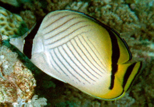 Chaetodon vagabundus