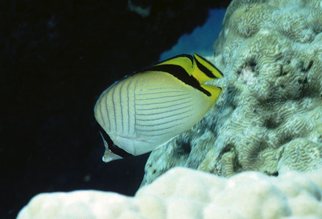 Chaetodon vagabundus