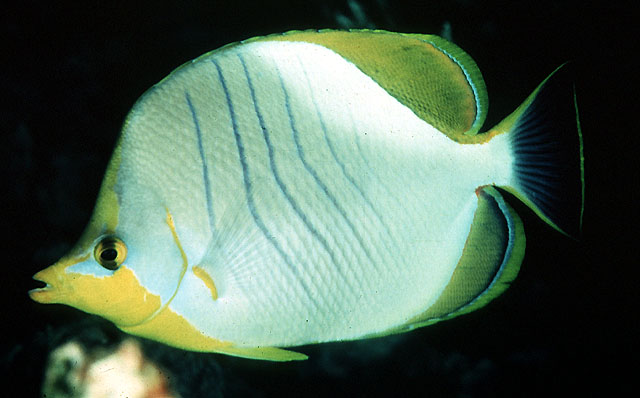 Chaetodon xanthocephalus