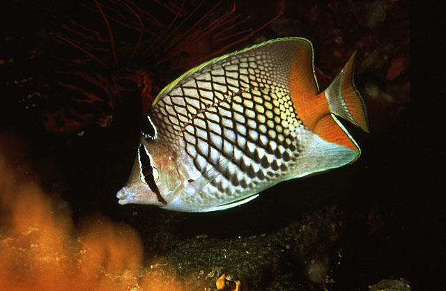 Chaetodon xanthurus