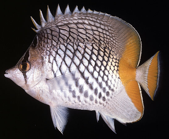 Chaetodon xanthurus