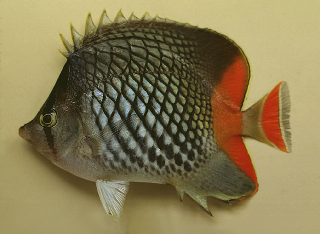 Chaetodon xanthurus