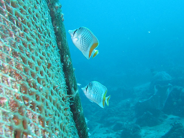 Chaetodon xanthurus