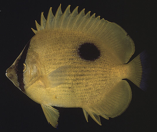 Chaetodon zanzibarensis