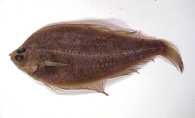 Citharichthys arctifrons