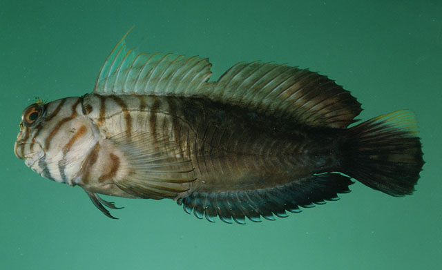 Cicas_m0.jpg