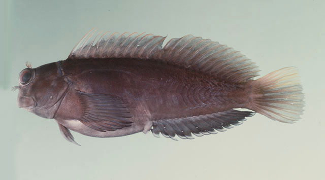 Cicas_u4.jpg