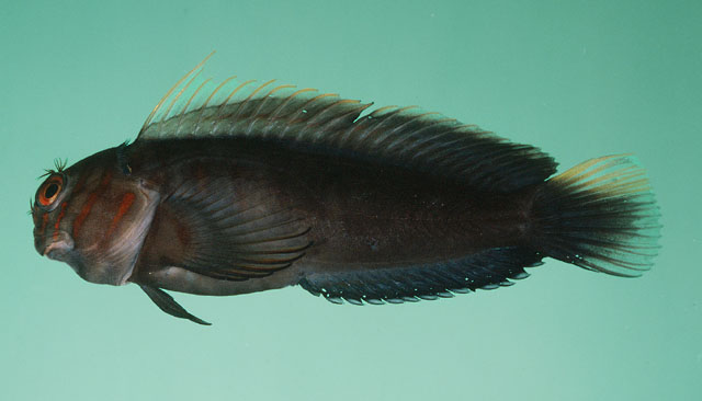 Cicas_u5.jpg