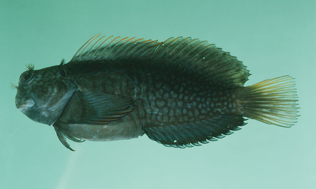 Cicas_u6.jpg