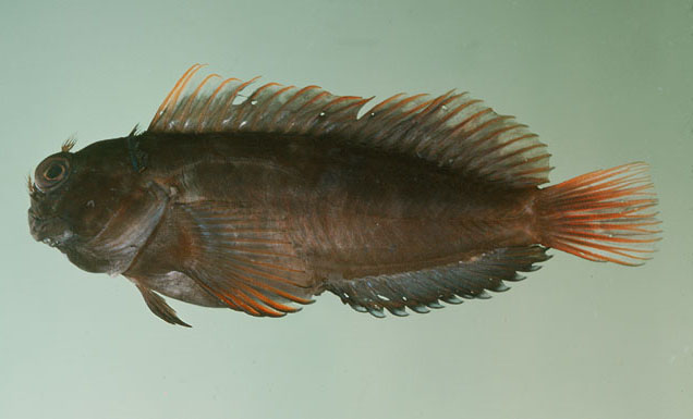Cicas_u7.jpg