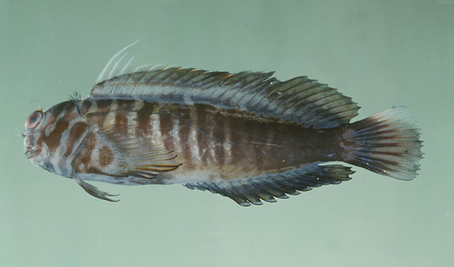 Cicas_u8.jpg