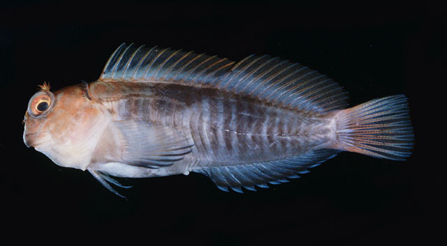 Cicas_u9.jpg