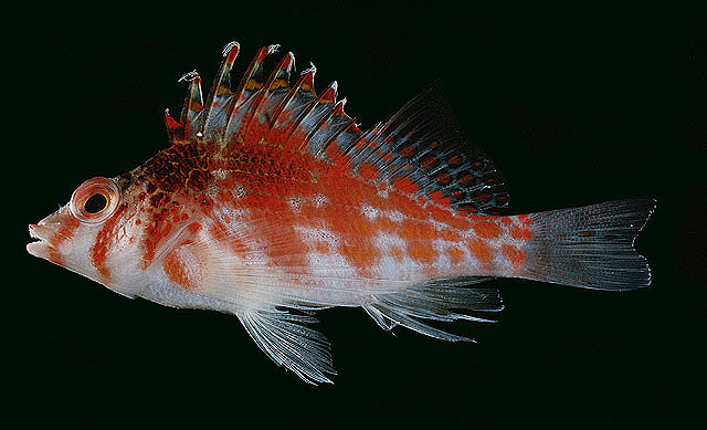 Cirrhitichthys falco