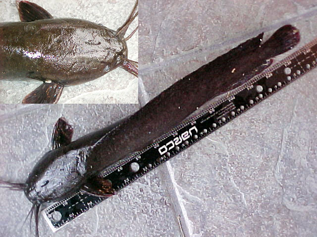 Clarias batrachus