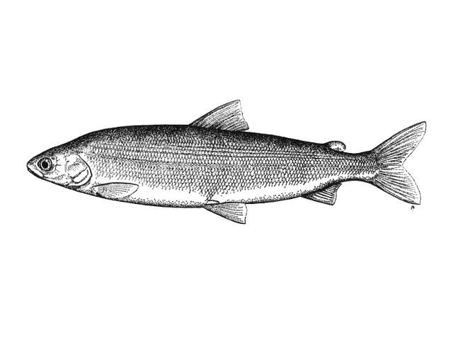 Coregonus autumnalis