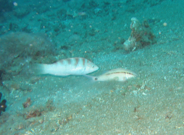 Coris batuensis