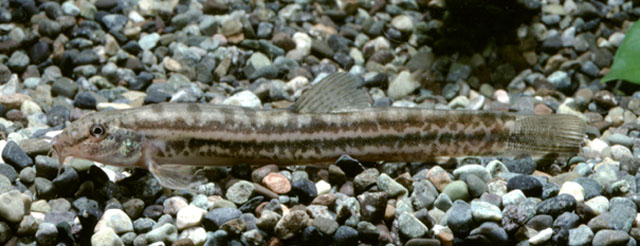 Cobitis bilineata