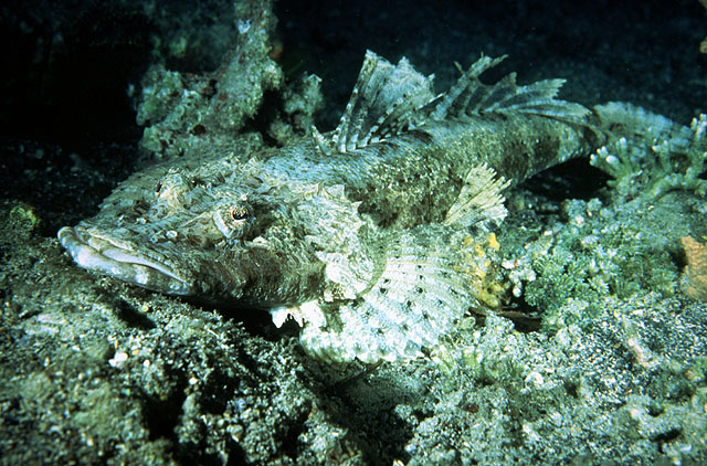 Cociella crocodilus