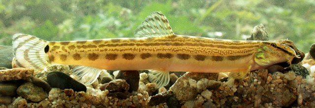 Cobitis hankugensis