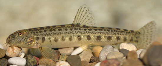 Cobitis jadovaensis