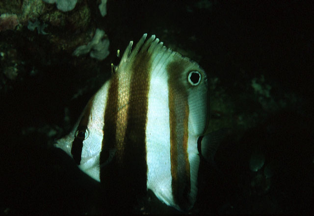 Coradion melanopus