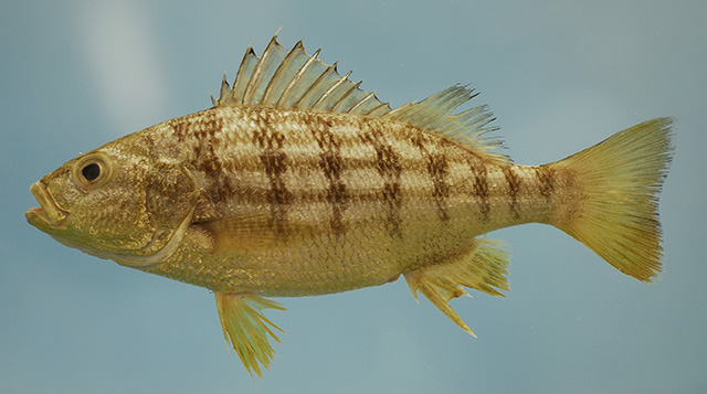 Conodon nobilis