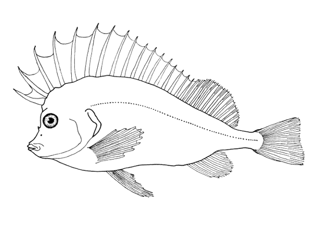 Congiopodus peruvianus