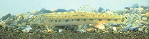 Cobitis sinensis