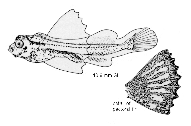 Congiopodus spinifer