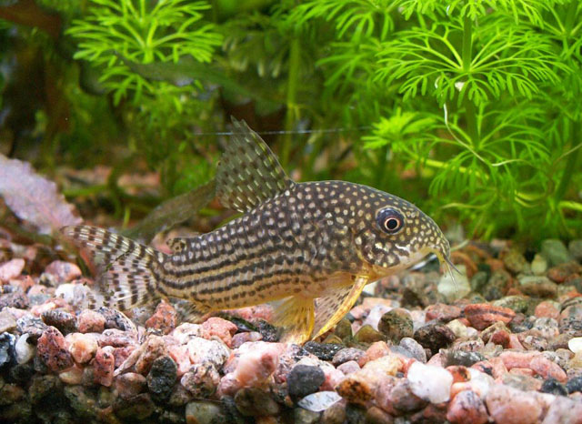 Corydoras sterbai