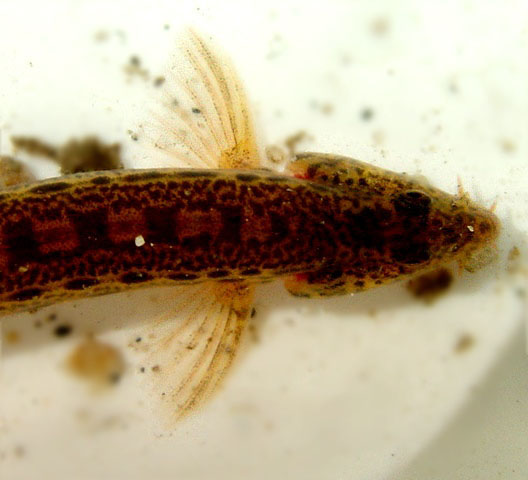 Cobitis strumicae