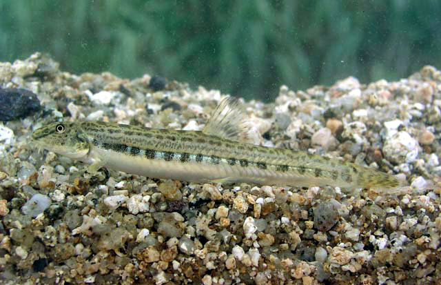 Cobitis taenia