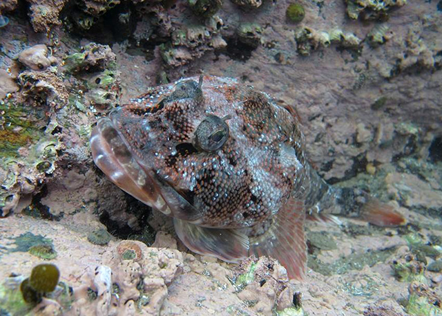 Cottoperca trigloides