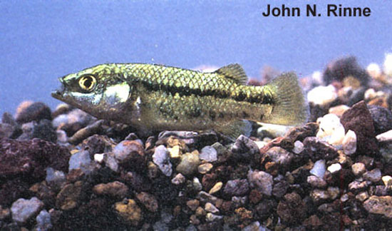 Crenichthys baileyi