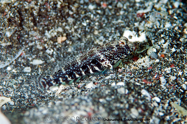 Cryptocentrus caeruleomaculatus