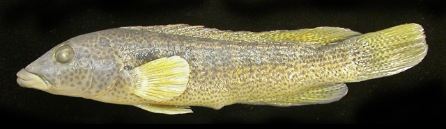 Crenicichla jurubi