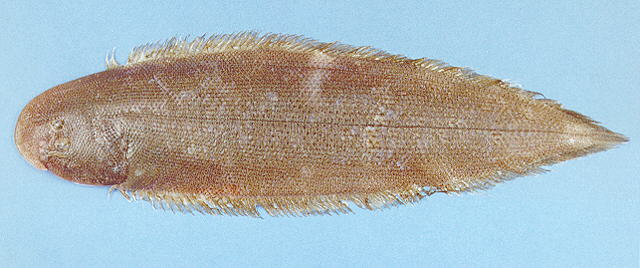 Cynoglossus bilineatus