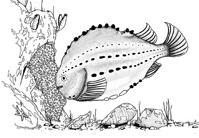 Cyclopterus lumpus