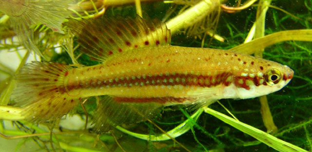 Cynopoecilus melanotaenia