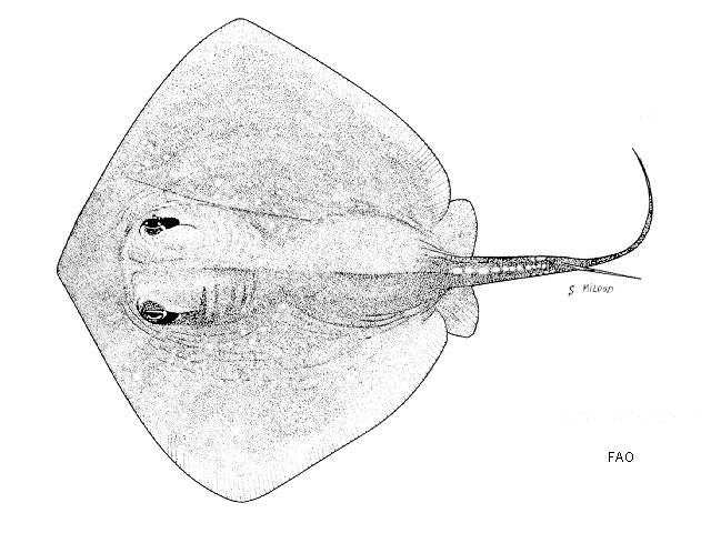 Bathytoshia brevicaudata