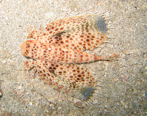 Dactyloptena macracantha