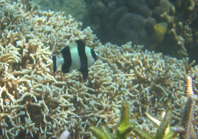 Dascyllus melanurus