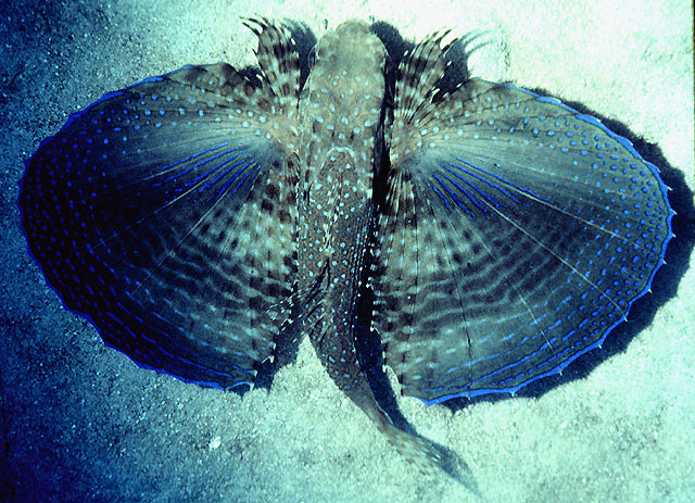 Dactylopterus volitans