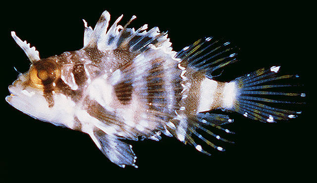 Dendrochirus barberi