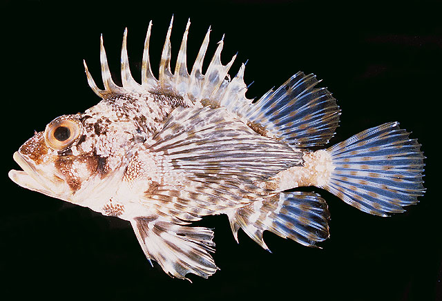 Dendrochirus barberi