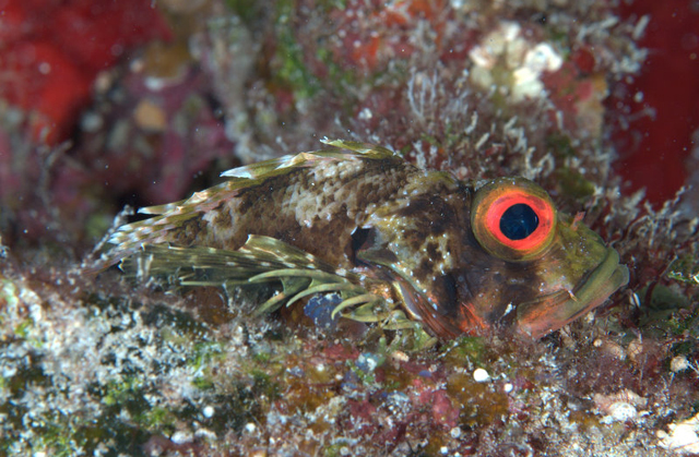 Dendrochirus barberi