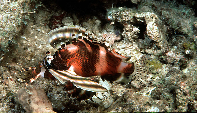 Dendrochirus biocellatus